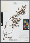 Foto von Salix alba L.